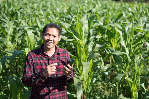 옥수수 밭에서 스마트폰을 사용하는 아시아 농부 — 스톡 사진