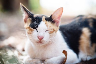 Üç renkli kedi uyuyor.