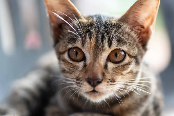 Retrato Gato Tabby Mirando Algo — Foto de Stock