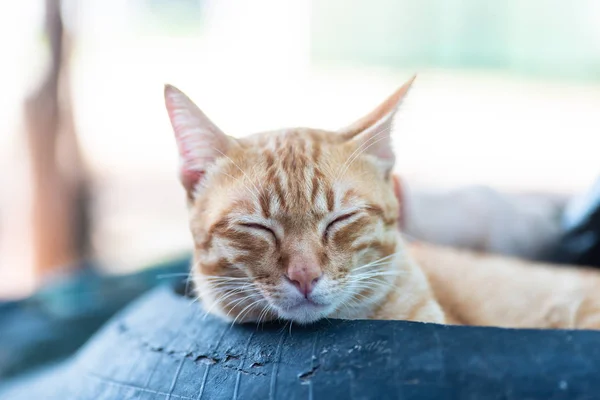 Närbild Ingefära Katt Sover Söta Husdjur — Stockfoto