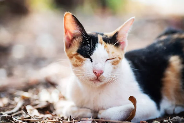 Trojbarevná Kočka Spí Zemi Zahradě — Stock fotografie