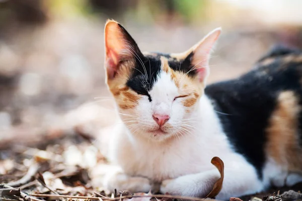 Tricolore Chat Dort Sur Sol Dans Jardin — Photo