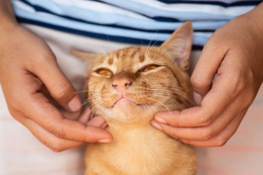 Çene tırmalamak, Sevimli evcil hayvan evde zencefil kedi ile oynarken el