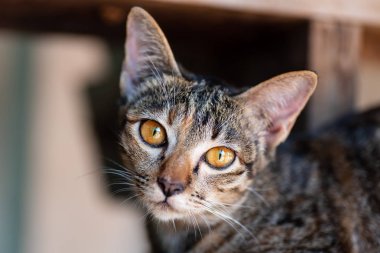 Kameraya bakan sarı gözlü sevimli tekir kediye yaklaş.