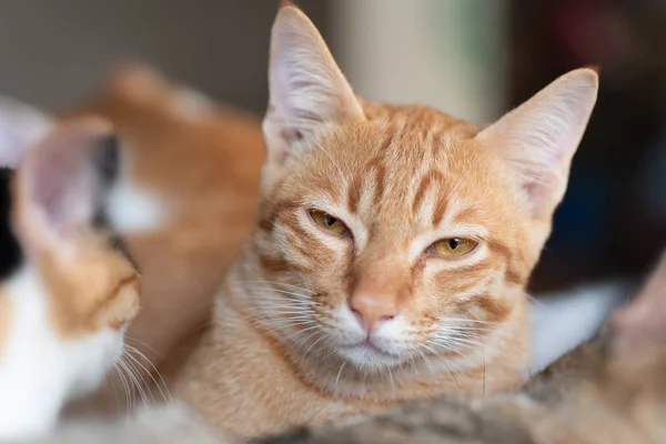 Närbild Ingefära Katt Sitter Med Andra Katter — Stockfoto