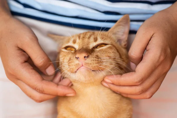 Hand Spela Med Ingefära Katt Hakan Avlysningen Söt Husdjur Hemma — Stockfoto