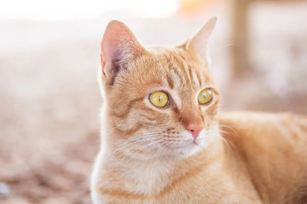 Close Gato Gengibre Procurando Algo Animais Estimação Bonitos — Fotografia de Stock