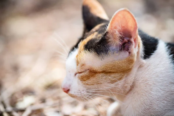 Zblízka Trikolóra Kočka Spí Roztomilý Mazlíček — Stock fotografie