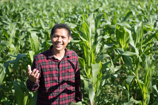유기농 옥수수 밭에서 아시아 농부, 태국 — 스톡 사진