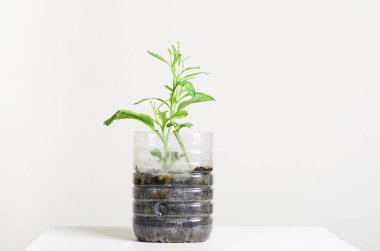 Plastik şişeler sebze ekmek için su boyası evde bitki ve dekorasyon, yeniden kullanım ve geri dönüşüm konsepti