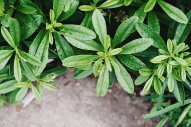 Su damlası ile yeşil yapraklar (Talinum panikleme tesisi), doğa arka planı