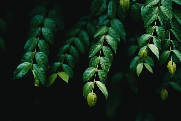 Folhas Verdes Com Gota Água Fundo Natureza — Fotografia de Stock