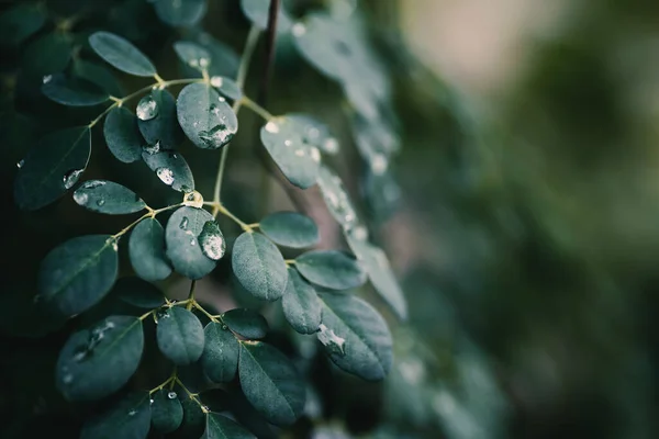 Folhas Verdes Árvore Moringa Oleifera Com Gota Água Medicina Herbal — Fotografia de Stock