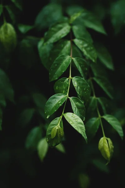 Зеленые Листья Райттия Религиозные Растения Рийским Падением Сезон Дождей Природа — стоковое фото