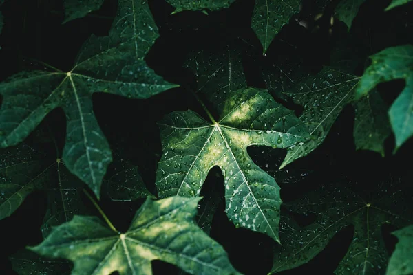 Зеленые Листья Каплей Дождя Сезон Дождей Природа Фон — стоковое фото