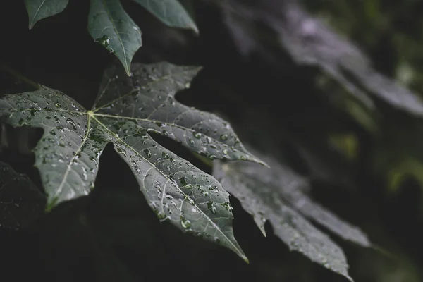 Folhas Verdes Com Gota Chuva Estação Chuvosa Fundo Natureza — Fotografia de Stock