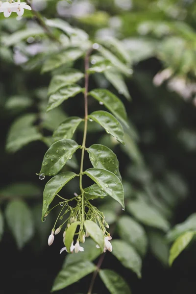 Folhas Verdes Com Gota Chuva Estação Chuvosa Fundo Natureza — Fotografia de Stock