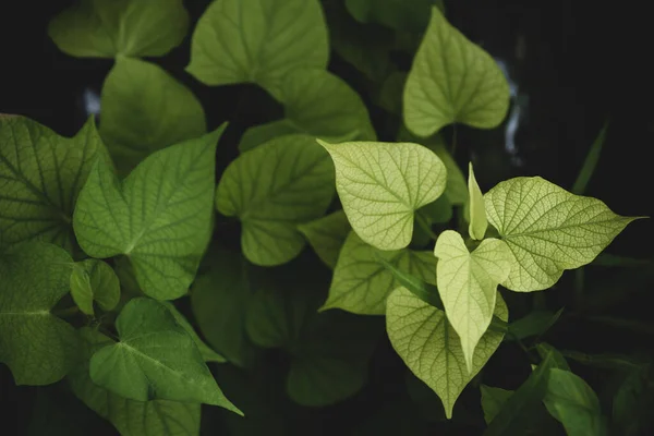 Planta Folhas Batata Doce Verde Crescendo Horta Orgânica Fundo Natureza — Fotografia de Stock