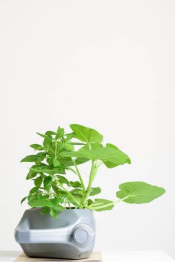 Sebze ekme, yeniden kullanma ve geri dönüşüm konsepti için galon yağı kabı DIY