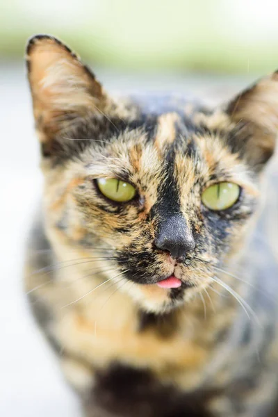 Gros Plan Chat Hybride Qui Sort Langue Chat Drôle — Photo