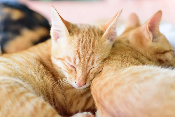 Lindos Gatos Están Durmiendo Juntos Mascota Casa — Foto de Stock