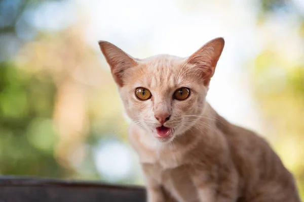 Lindo Gato Jengibre Pidiendo Comida — Foto de Stock