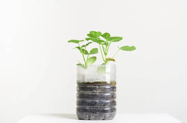 Plasstic Bottles Water Diy Planting Vegetables Plant Decoration Home Reuse &mdash; Stock Photo &copy; nungning20 #347010000