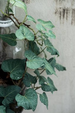 Plastik şişeler evde tatlı patates ekmek ve dekorasyon için su dikişleri, yeniden kullanım ve geri dönüşüm kavramı