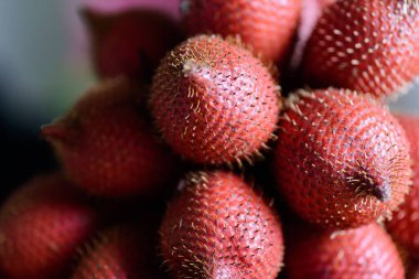 Güneydoğu Asya 'da yetişen kırmızı salakka meyvesi ve palmiye meyvelerine yakın çekim