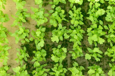 Çocuk yuvasında yetişen sebze tohumu.