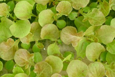 Çocuk yuvasında yetişen sebze tohumu.