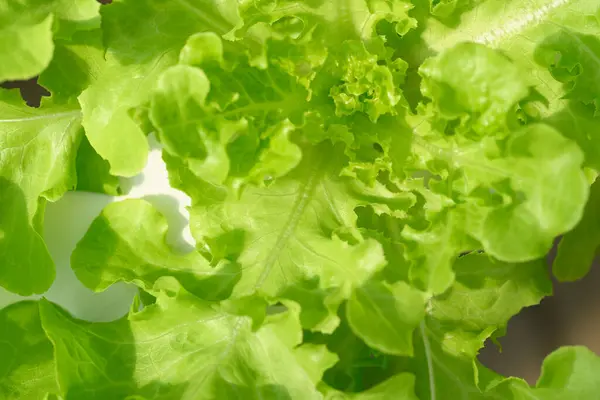 Hydroponics vegetables plant (Green oak lettuce) growing in greenhouse