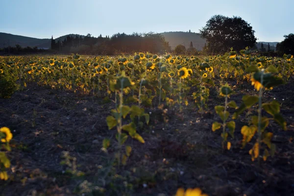 Ayçiçeği Tarlasıyla Manzara — Stok fotoğraf