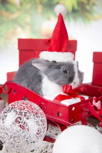 Decoración de Navidad, Conejo de Navidad y regalos, Trineo de Santa Claus — Foto de Stock