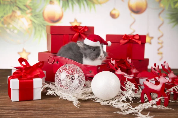 Christmas decoration, Christmas Rabbit and gifts, Santa's sleigh — Stock Photo, Image