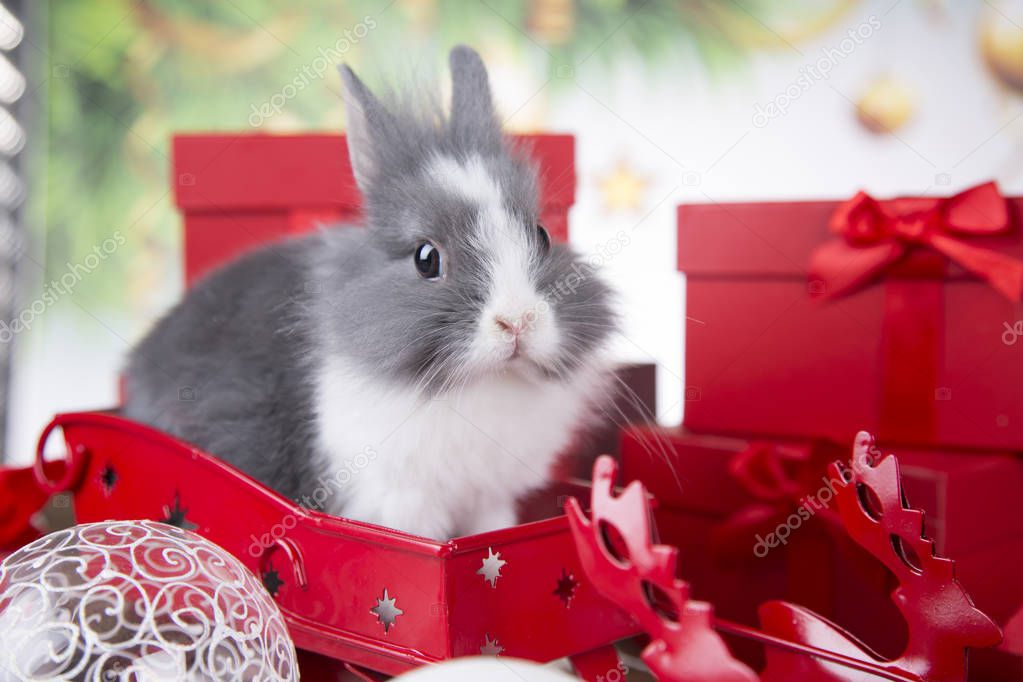 Christmas decoration, Christmas Rabbit and gifts, Santa's sleigh