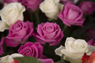 Sevgililer hediye için beyaz ve pembe gül buketi.