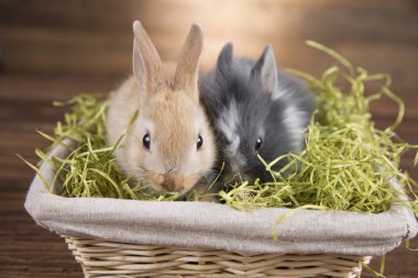 Paskalya tavşan sepet