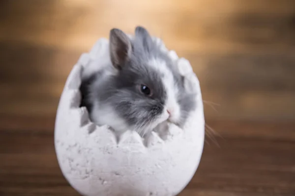 Easter Rabbit Egg Shells — Stock Photo, Image