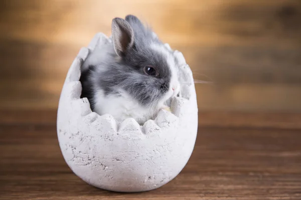 Easter Rabbit Egg Shells — Stock Photo, Image