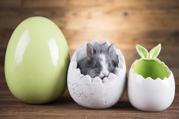 Easter rabbit in egg shells.