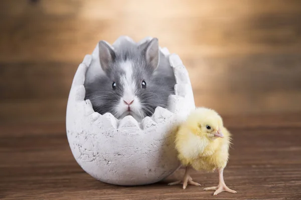 Osterhase Und Huhn Der Eierschale — Stockfoto