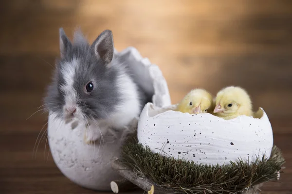 Osterhase Und Huhn Der Eierschale — Stockfoto