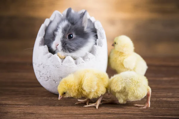 Easter rabbit and chicken in the shell of eggs
