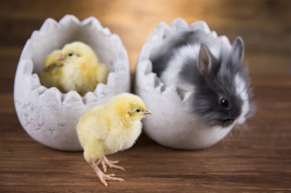 Easter rabbit and chicken in the shell of eggs.