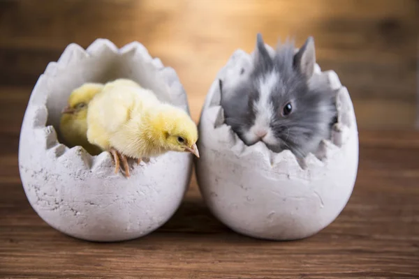 Velikonoční Králík Kuře Skořápce Vajec — Stock fotografie