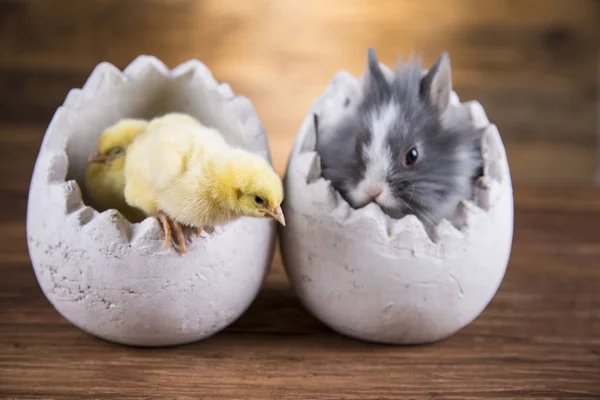 Easter rabbit and chicken in the shell of eggs.