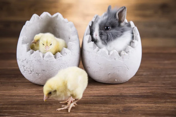 Easter rabbit and chicken in the shell of eggs.