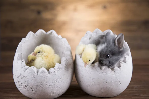 Velikonoční Králík Kuře Skořápce Vajec — Stock fotografie