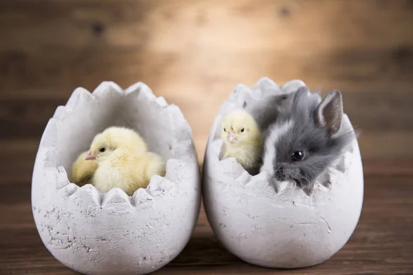 Easter rabbit and chicken in the shell of eggs.